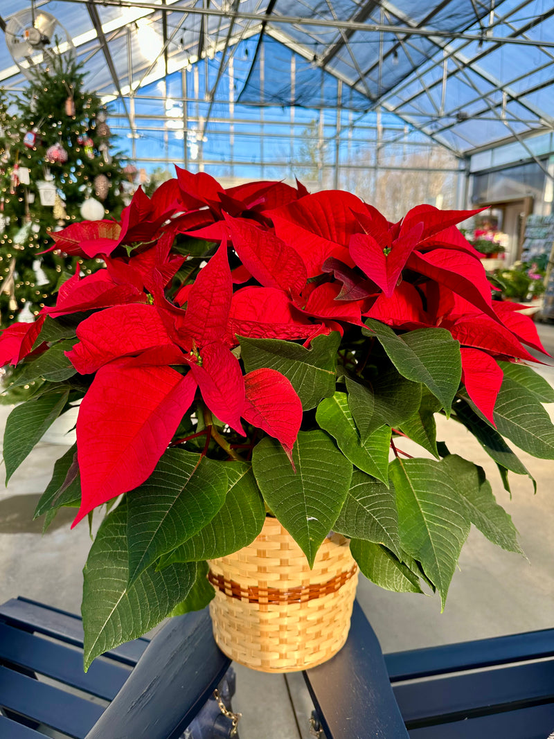 Poinsettia