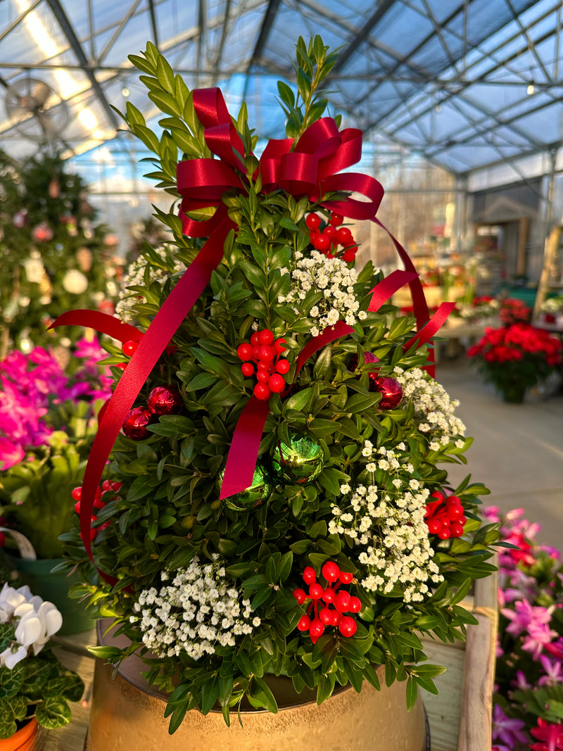 Boxwood Tree