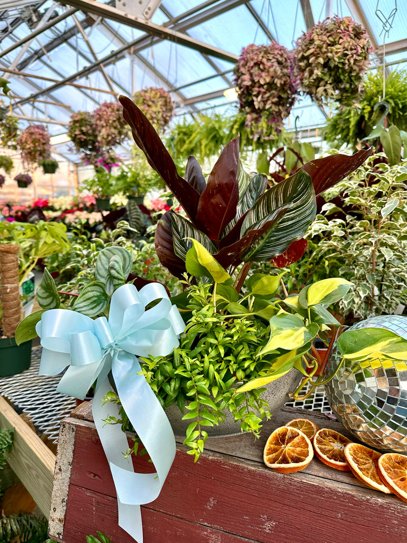 Dish Garden