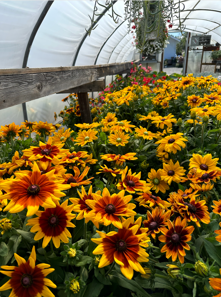 Flowers Riverside Ca Contact – Riverside Greenhouses & Florist